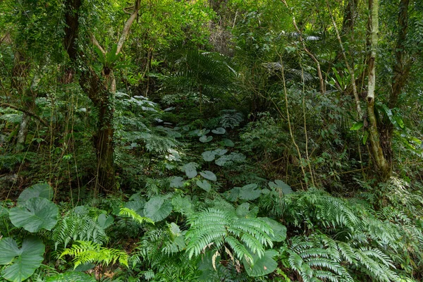 自然なトウヒの森の木 — ストック写真