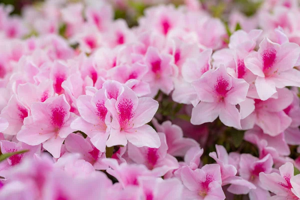 Rosa Rhododendron Blommor Offentlig Park — Stockfoto