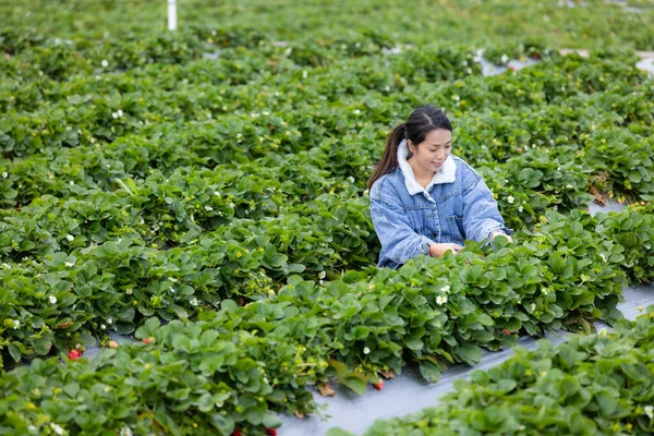 Woman Pick Strawberry Field — Stockfoto