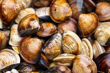 Bolluk içinde taze midyeler.