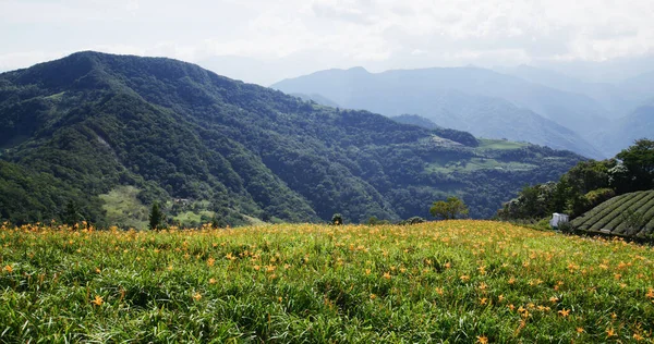 Pole Kwiatów Lilii Pomarańczowy Dzień Taimali Kinchen Mountain Taitung — Zdjęcie stockowe
