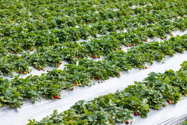 Saftige Erdbeeren Bereit Für Die Ernte — Stockfoto