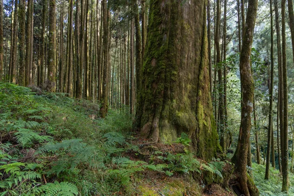 Floresta Verde Com Paisagem Madeiras Naturais — Fotografia de Stock