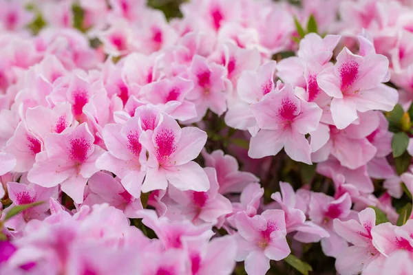 Rózsaszín Rododendron Virágok Nyilvános Parkban — Stock Fotó