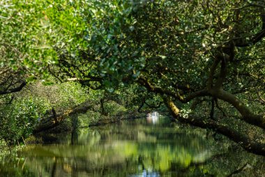 Sicao Green Tunnel in Tainan