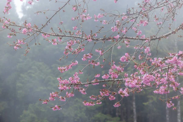 Sakura Árvore Flor Sobre Fundo Floresta Com Névoa Nevoeiro — Fotografia de Stock