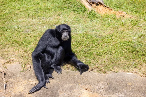 Gibbon Árvore Parque Zoológico — Fotografia de Stock