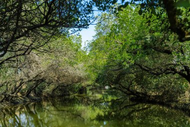 Sicao Green Tunnel in Tainan