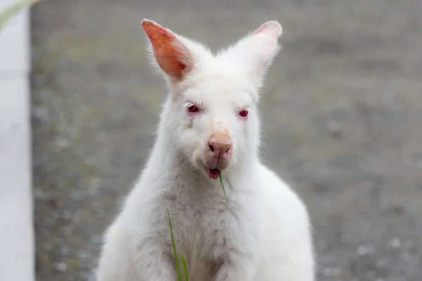 Kangaroo Albinism Zoo Park — Stock Fotó