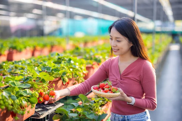 女人在田里采摘草莓 — 图库照片