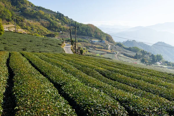 Чайное Поле Шиджуо Трейлс Алишане Тайваня — стоковое фото