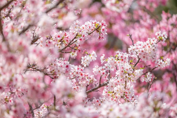 Rosa Blütenblätter Tanzen Der Frühlingsbrise — Stockfoto