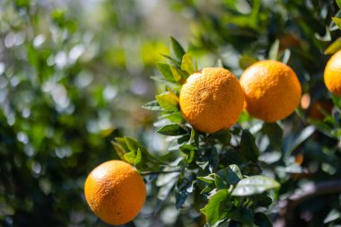 Orange tree in orange garden