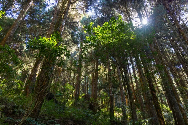 Luz Solar Sobre Floresta Verde Alishan National Forest Recreation Area — Fotografia de Stock