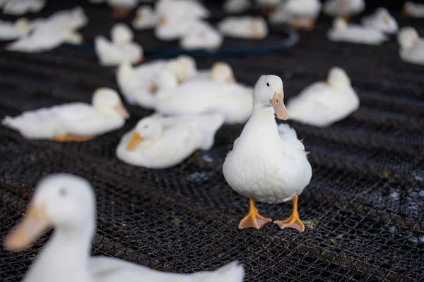 Lots White Duck Field — Stock Photo, Image