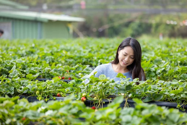 女性は台湾の苗栗でイチゴを選ぶためにイチゴ畑に行きます — ストック写真
