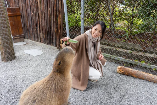 Жінка Харчується Капібарою Насолоджуючись Зоопарку — стокове фото