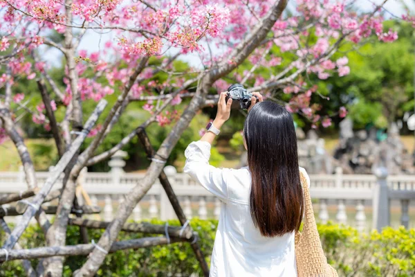 Туристична Жінка Використовує Цифрову Камеру Фотографування Деревом Сакури — стокове фото