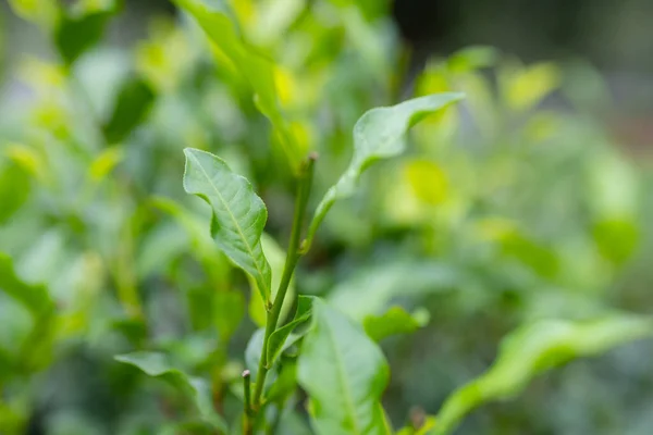 Zbliżenie Drzewa Zielonej Herbaty — Zdjęcie stockowe
