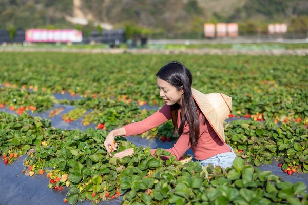 女人在田里采摘草莓 — 图库照片