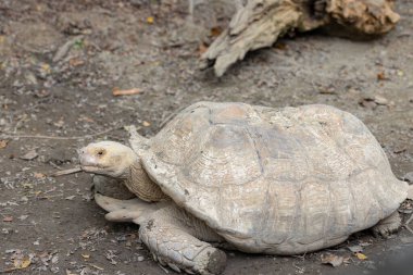 Afrika kaplumbağası hayvanat bahçesi parkında mahmuzlandı