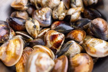Fresh raw uncooked clam for hot pot