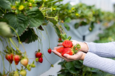 Tarlada taze çileklerle el ele tutuşun.