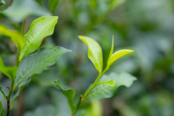 Close Green Tea Tree — Stock Photo, Image