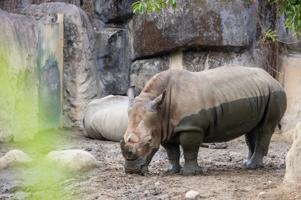 Rinoceronte Bianco Nel Parco Zoologico Selvaggio — Foto Stock