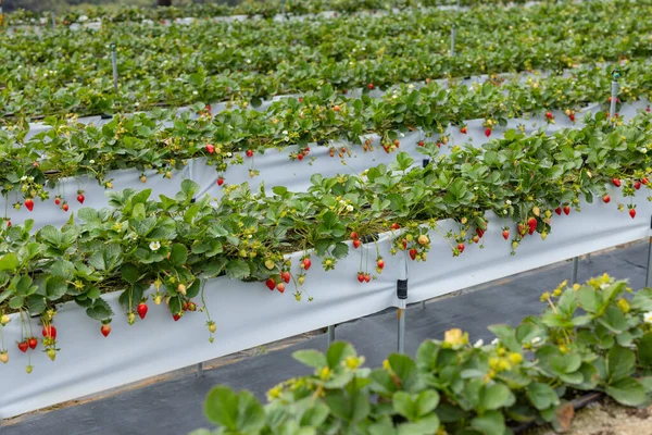 Frische Rohe Erdbeeren Auf Dem Feld — Stockfoto