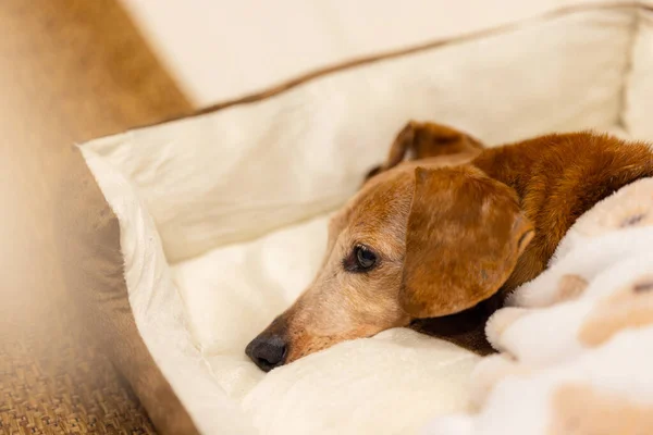 Собака Такса Лежит Дома Кровати — стоковое фото