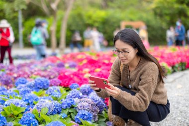 Kadın parkta Hydrangea çiçeğinin fotoğrafını çekmek için cep telefonu kullanıyor.