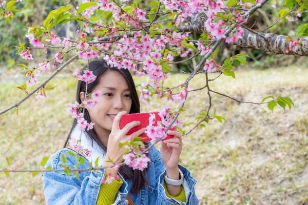 Kvinna Använder Mobiltelefon För Att Foto Sakura Träd — Stockfoto