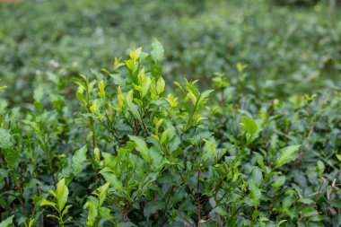 Tarlada yeşil çay ağacı