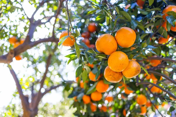 Organiczne Drzewo Pomarańczowe Ogród Gospodarstwa — Zdjęcie stockowe