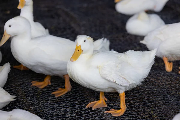 Grupo Patos Brancos Fazenda — Fotografia de Stock