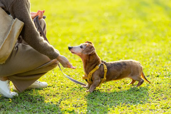 Hayvan sahibi köpeği ile parkta antrenman yapıyor.