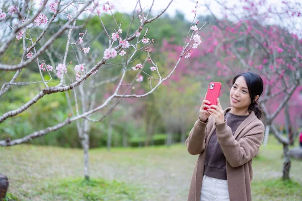 Frau Fotografiert Den Sakura Baum Park — Stockfoto