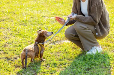 Hayvan sahibi köpeği ile parkta antrenman yapıyor.