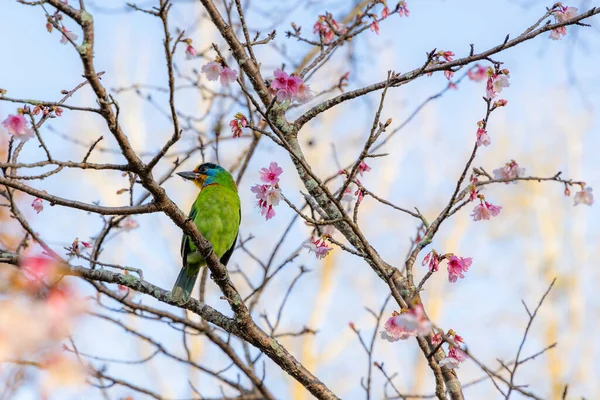 Taiwan Barbet Fågel Stå Sakura Träd — Stockfoto