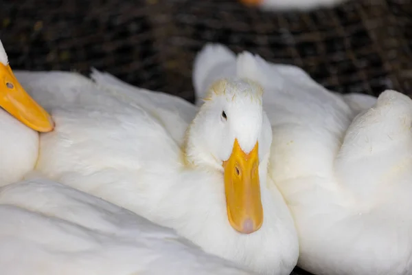 Fehér Kacsák Csoportja Gazdaságban — Stock Fotó