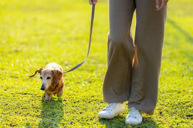 Parkta köpeğiyle yürüyen bir kadın.