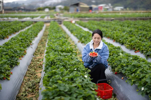 女性は有機イチゴ農場を訪れる — ストック写真