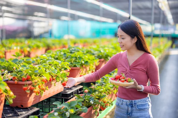 Woman visit organic strawberry farm