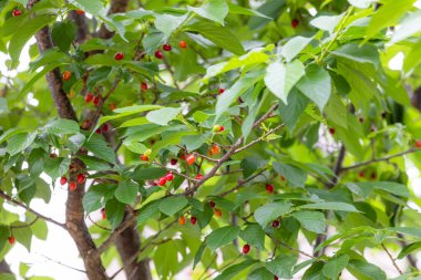 Kiraz çekirdeği ağaçta sakura çiçeğiyle