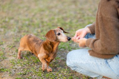 Evcil hayvan sahibi parkta ikram etmesi için köpeğini vermiş.
