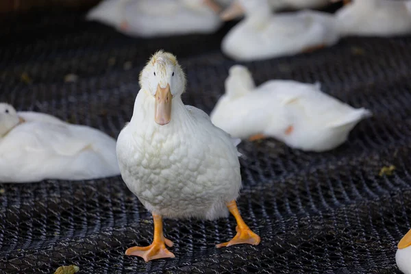 Gruppe Weißer Enten Auf Dem Bauernhof — Stockfoto