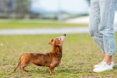 Dachshund köpeği parka gider.