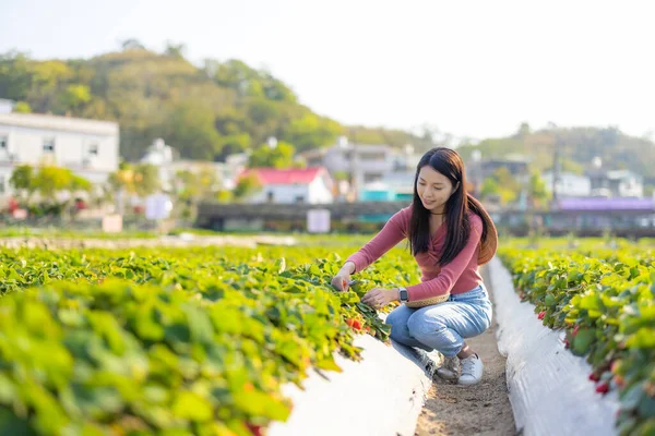 女性は有機イチゴ農場を訪れる — ストック写真