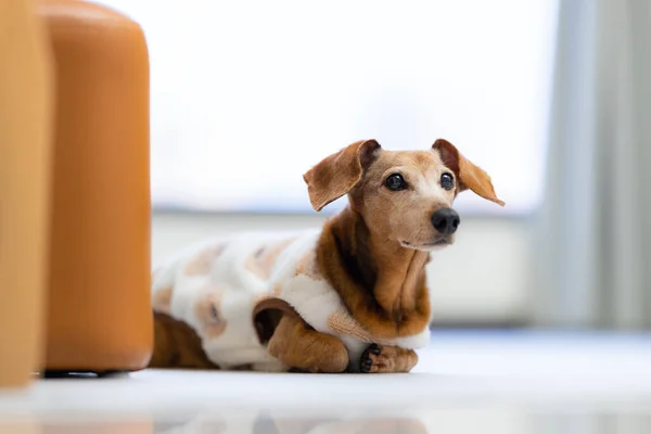 Dachshund Hond Met Pyjama Liggend Vloer Thuis — Stockfoto